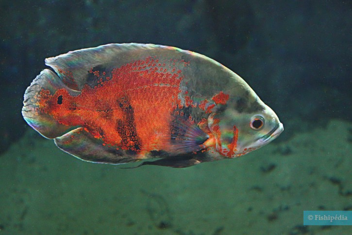 Astronotus ocellatus - óscar