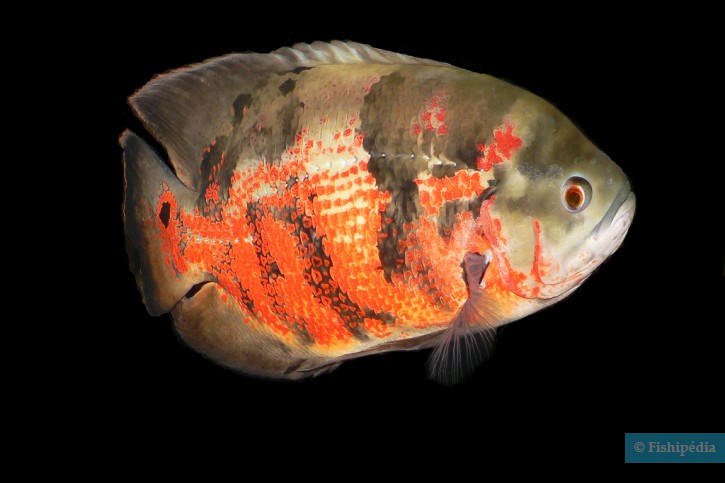 Astronotus ocellatus - óscar