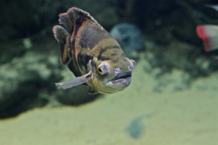 Astronotus ocellatus - óscar