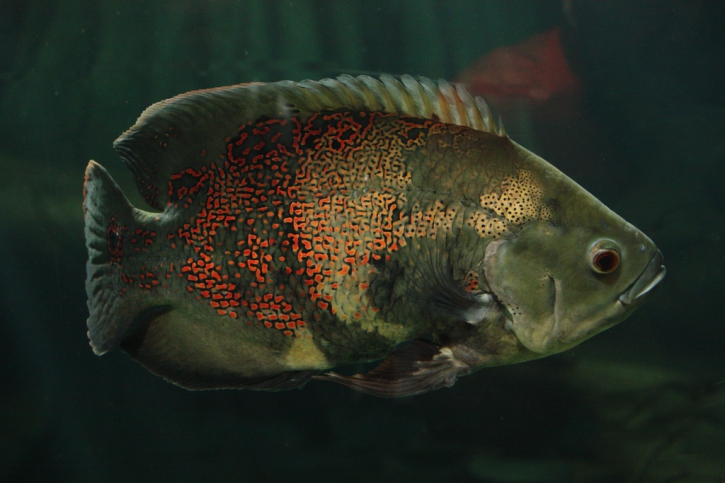 Astronotus ocellatus - óscar