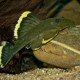 picture of Baryancistrus chrysolomus