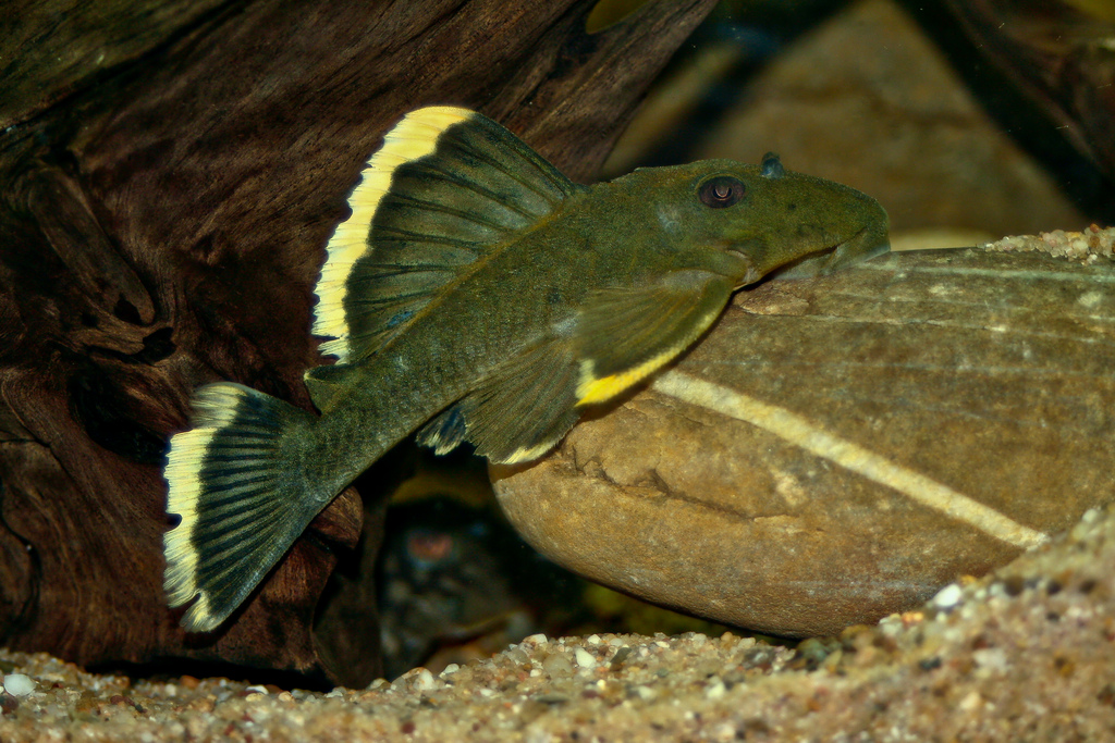 Animales que limpian el acuario