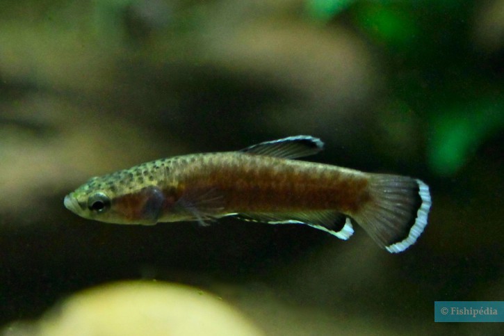 Betta albimarginata