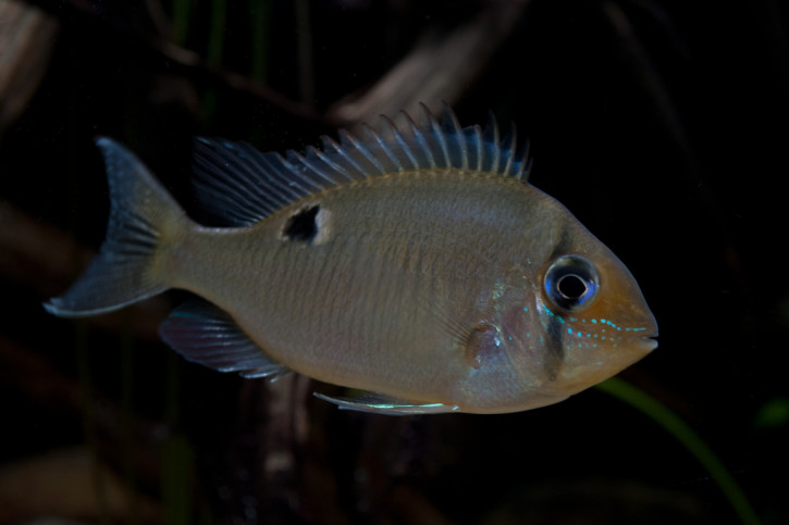 Biotodoma cupido - cíclido cupido