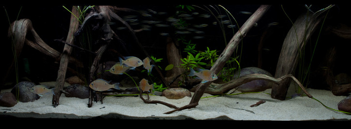 Biotodoma cupido - cíclido cupido