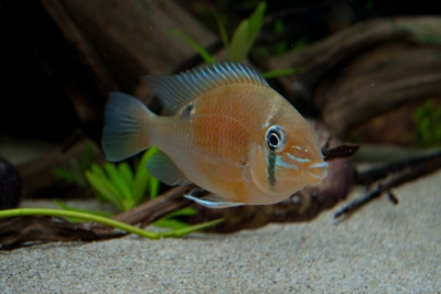 Biotodoma cupido