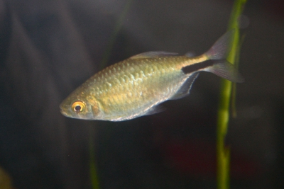Brycinus longipinnis