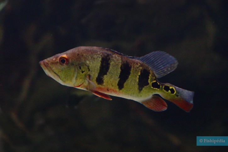 Cichla ocellaris - tucunaré