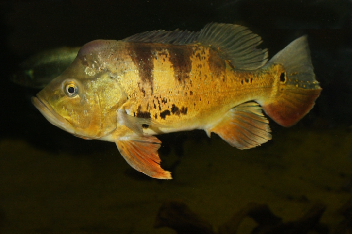 Cichla ocellaris - tucunaré