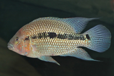 Kronoheros umbriferus