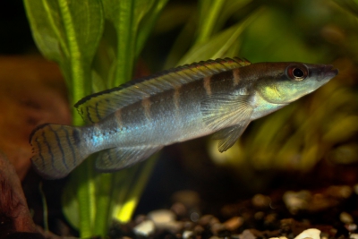 compressiceps nain Cichlidae