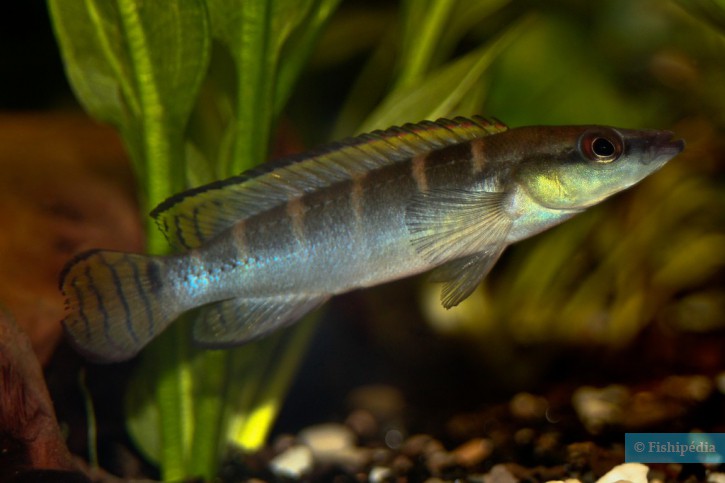 Crenicichla compressiceps