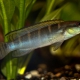 picture of Crenicichla compressiceps