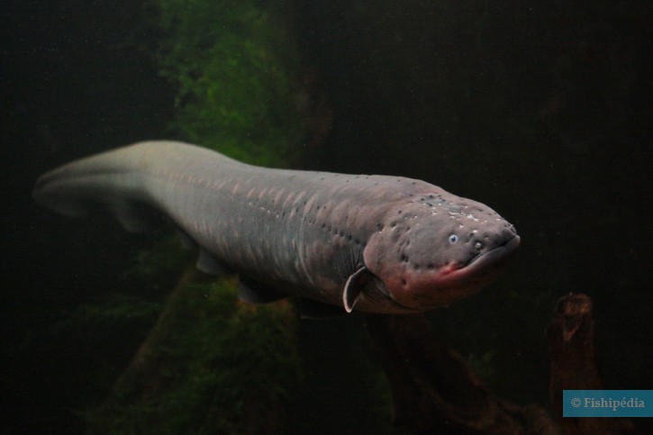 Electrophorus electricus - anguila eléctrica