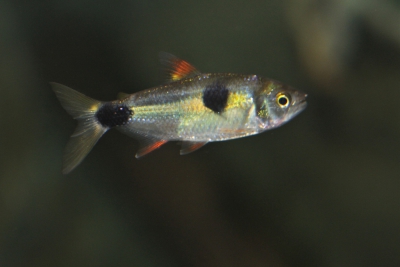 exodon à deux taches Characidae