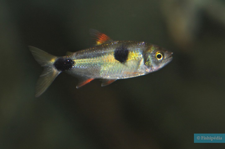 Exodon paradoxus