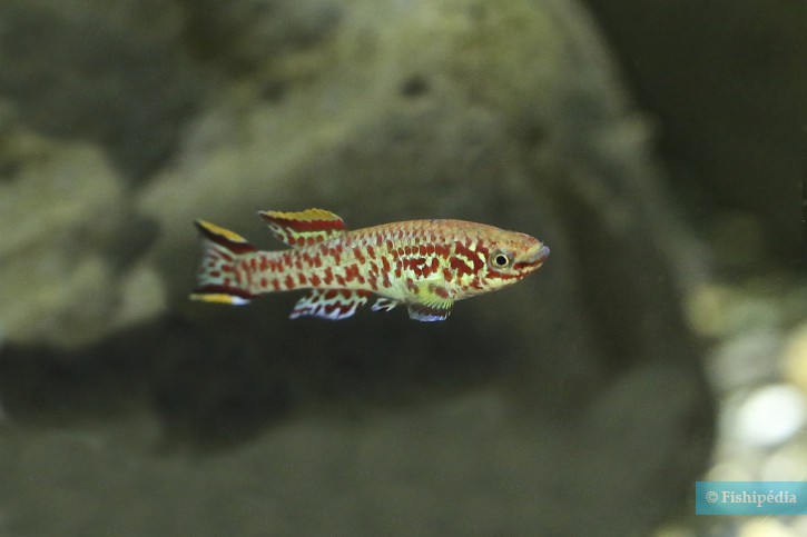 Fundulopanchax gardneri - killi punteado