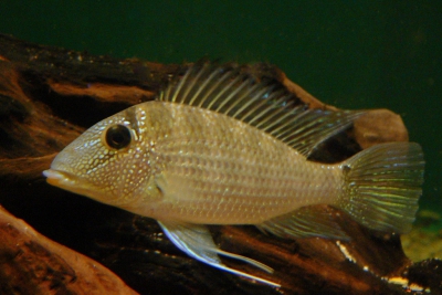 Satanoperca leucosticta Cichlidae