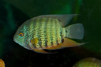 Cichlidé ocellé Cichlidae