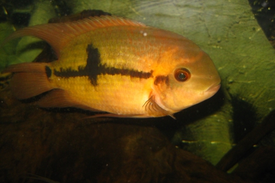 cichlidé émeraude Cichlidae