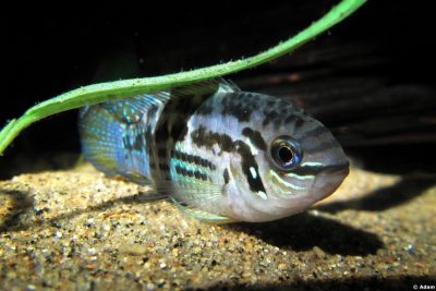 Laetacara araguaiae Cichlidae