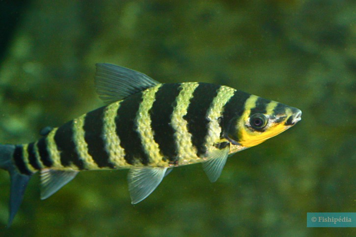 Leporinus fasciatus - leporino de bandas negras
