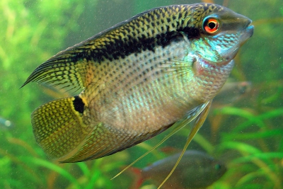 cichlidé drapeau Cichlidae