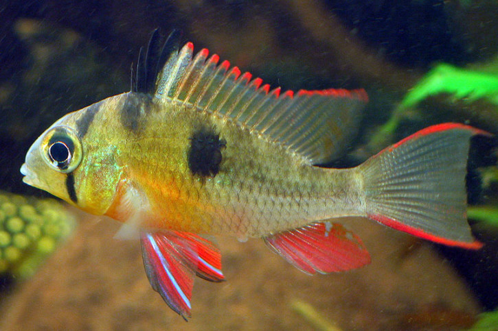 Mikrogeophagus altispinosus - ramirezi boliviano