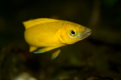cichlidé citron Cichlidae