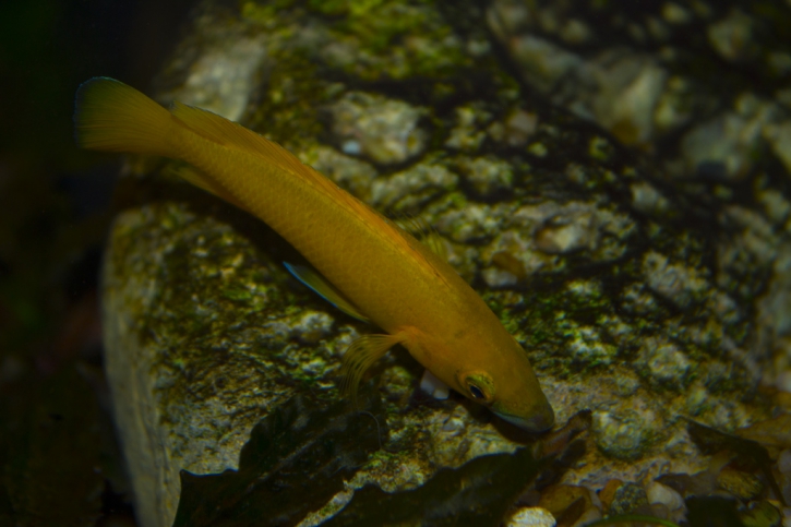 Neolamprologus longior