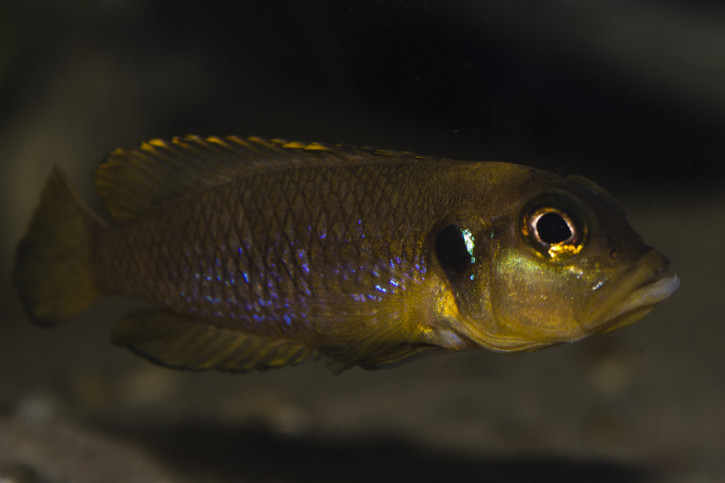 Lamprologus ocellatus - ocellatus