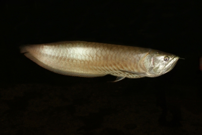 Osteoglossum bicirrhosum Osteoglossidae