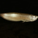 picture of Osteoglossum bicirrhosum