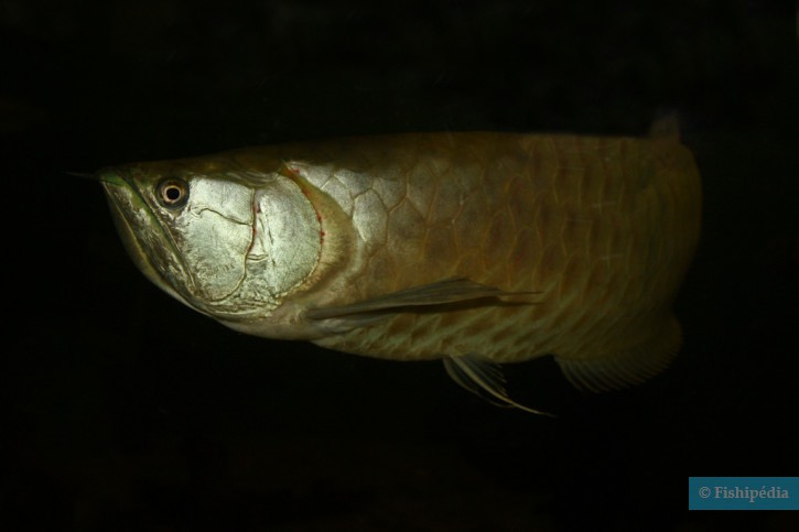 Osteoglossum bicirrhosum