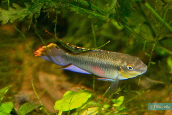 Pelvicachromis pulcher - cíclido púrpura