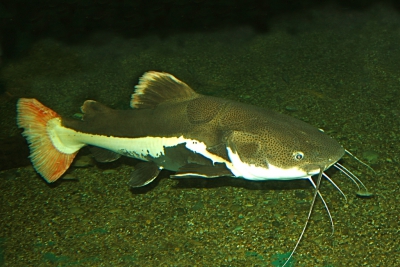 poisson chat à queue rouge Pimelodidae