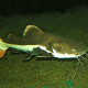 picture of Phractocephalus hemioliopterus