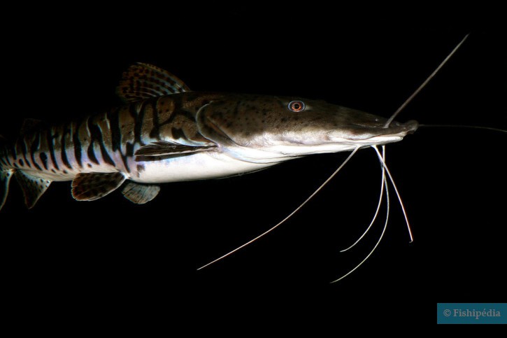 Pseudoplatystoma fasciatum - bagre rayado