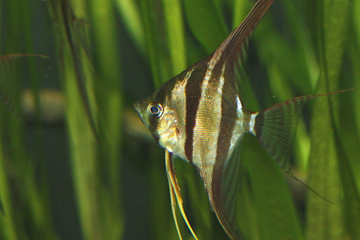 Pterophyllum altum - pez ángel Altum