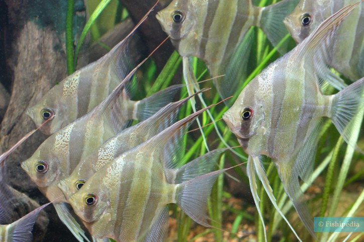 Pterophyllum altum