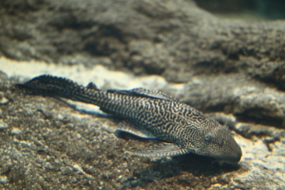 Pterygoplichthys pardalis Loricariidae