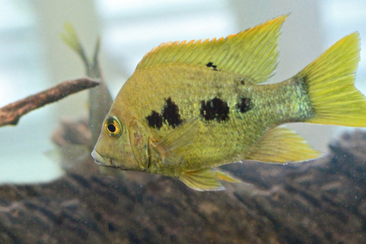 Ptychochromis grandidieri - Ptychochromis grandidieri