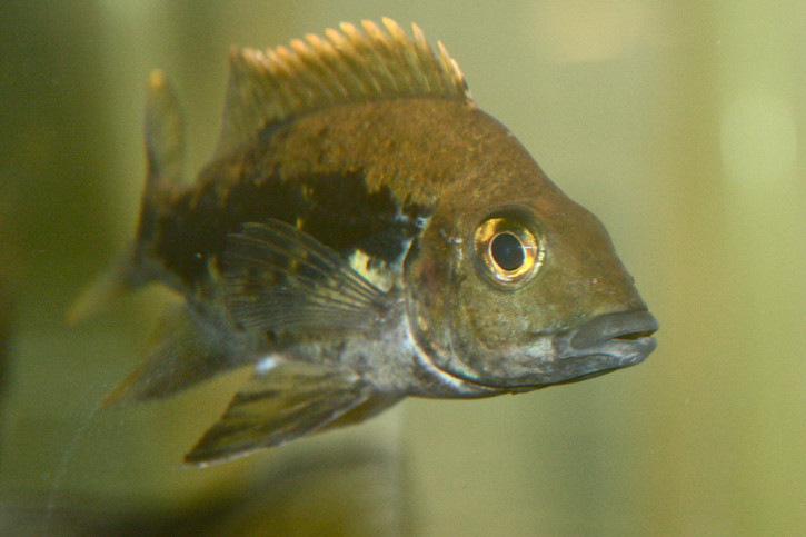 Ptychochromis grandidieri - Ptychochromis grandidieri
