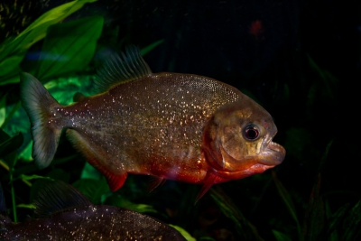 piranha à ventre rouge Serrasalmidae