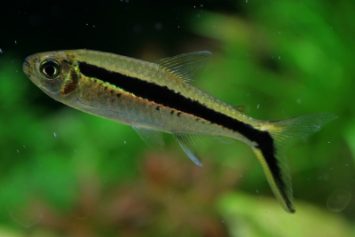 tétra pinguin Characidae