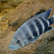picture of Heterotilapia buttikoferi