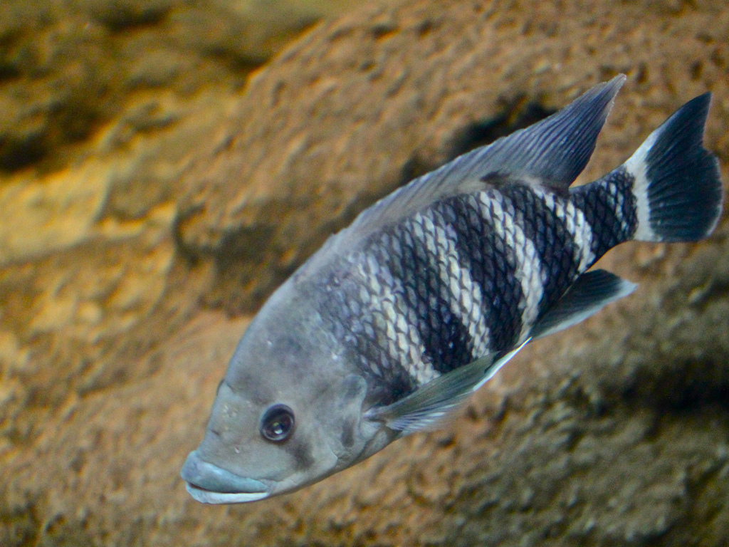 Heterotilapia buttikoferi
