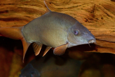 Yasuhikotakia modesta Cobitidae