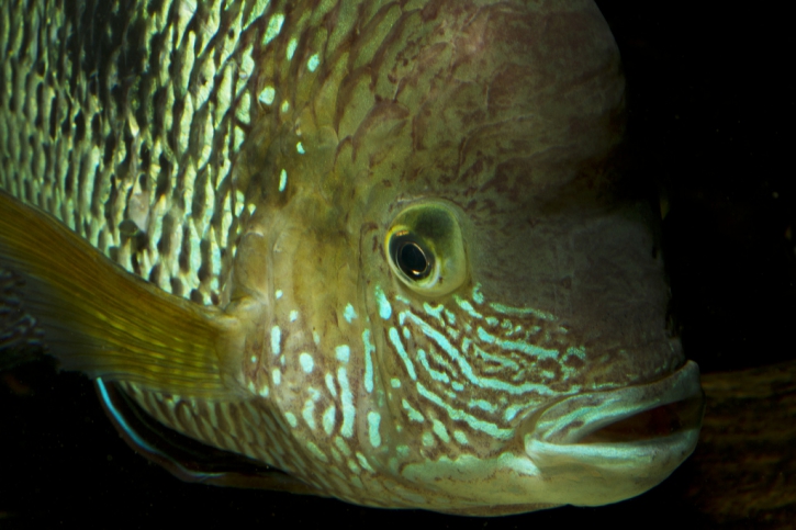 Andinoacara rivulatus - terreur verte