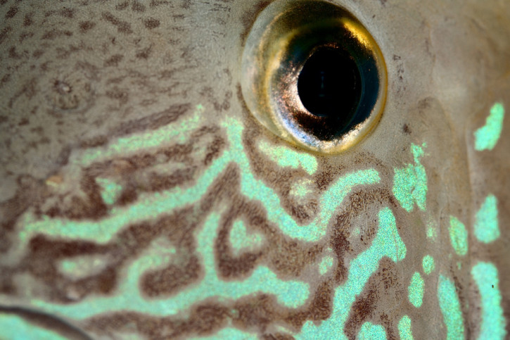 Andinoacara rivulatus - terreur verte